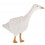 PLUSH TOY BIRD SINGING BIRDS WHI 0+ 201