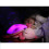 TWILIGHT LADYBUG PINK 4