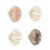SHIMMER SHELL MINI BULLDOGS 211