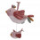 LD BO TE MUSIQ OISEAUX FLOW&BUTTERF 231